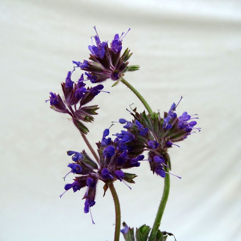 Salvia verticillata Purple Rain - Quirlblättriger Salbei (Blüte)