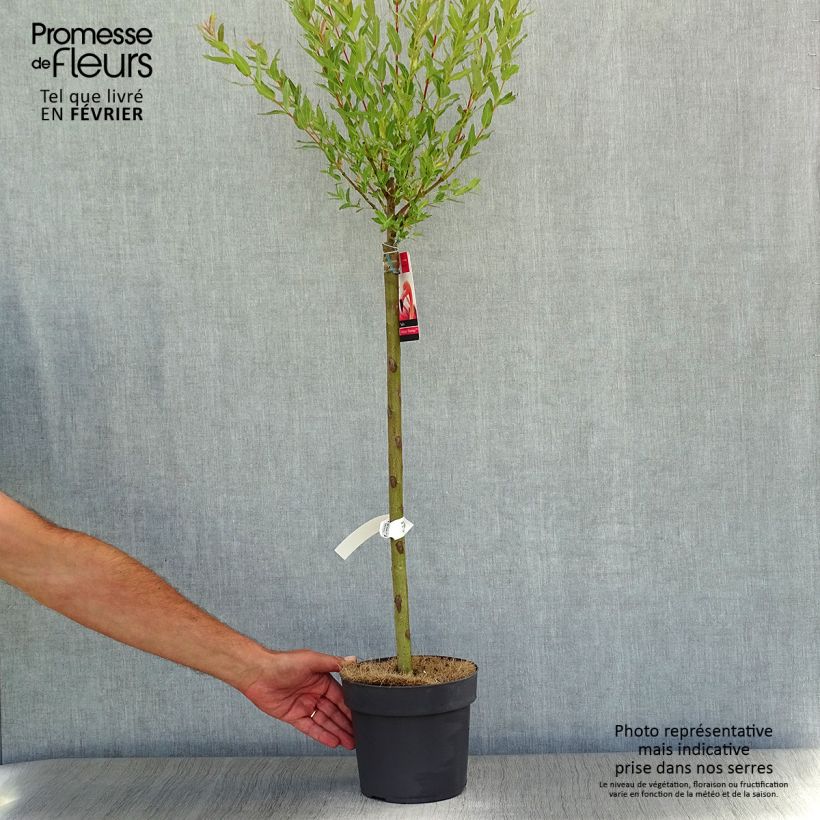 Exemplar von Saule crevette - Salix integra Flamingo sur tige en pot de 2L/3L wie im Herbst geliefert