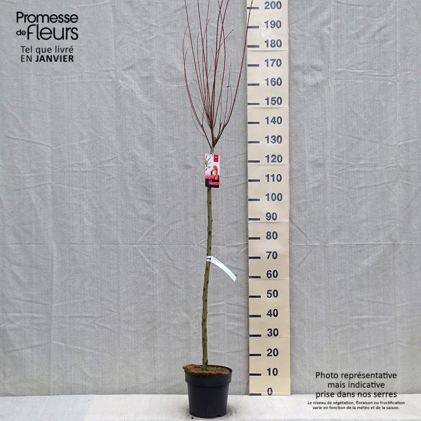 Exemplar von Saule crevette - Salix integra Flamingo sur tige en pot de 4L/5L wie im Winter geliefert