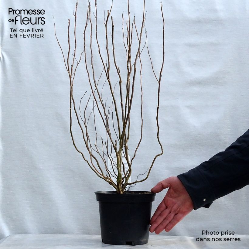 Exemplar von Saule de Pékin tortueux - Salix matsudana (babylonica) Tortuosa 30/40cm en pot de 2/3L wie im Winter geliefert