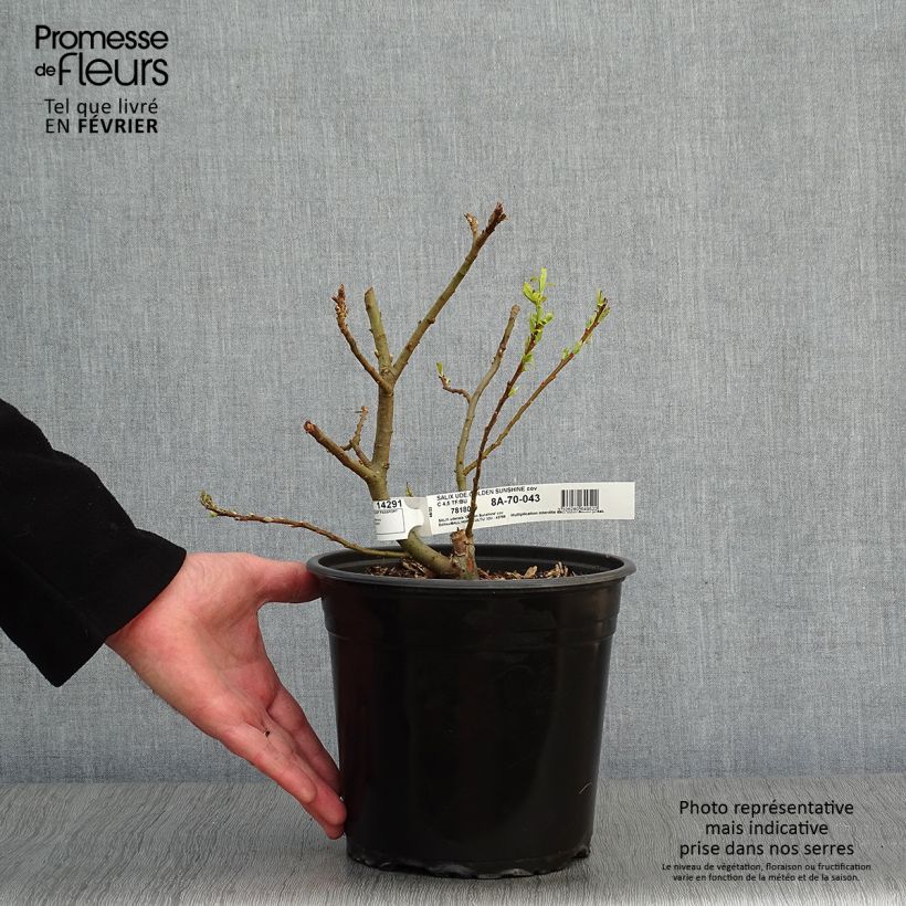 Exemplar von Saule doré -  Salix sachalinensis Golden Sunshine en pot de 4/5L wie im Winter geliefert