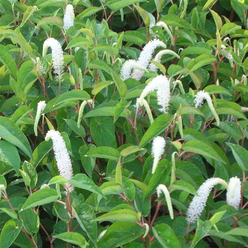 Saururus cernuus - Saururus (Blüte)