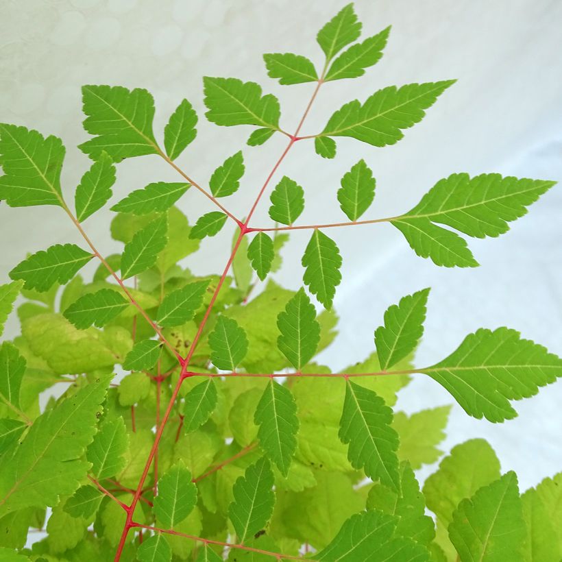 Koelreuteria paniculata Coral Sun - Blasenesche (Laub)