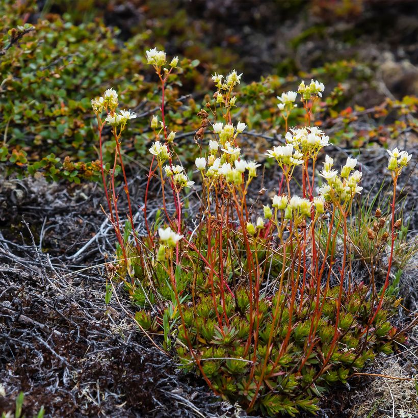 Saxifraga Irish - Rasen-Steinbrech (Hafen)