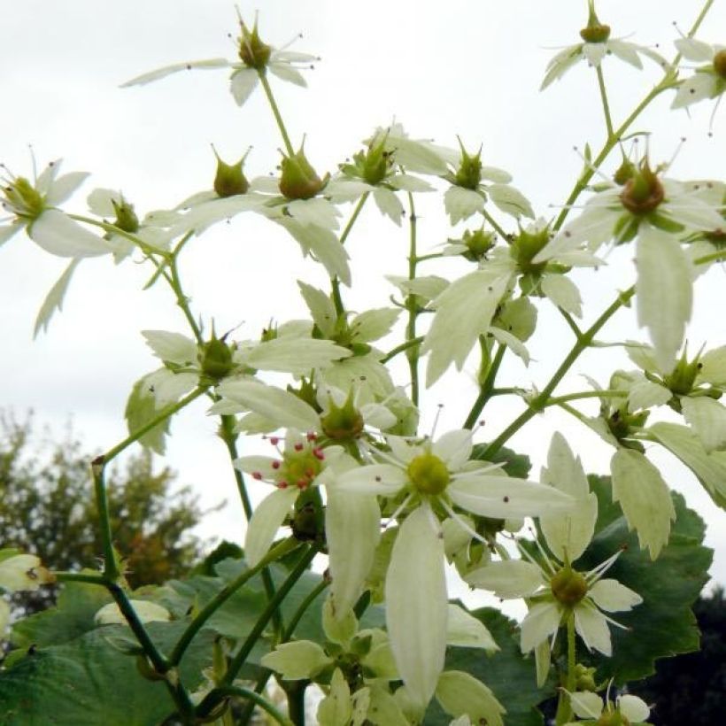 Saxifraga OPERA Orpheus - Herbst-Steinbrech (Blüte)