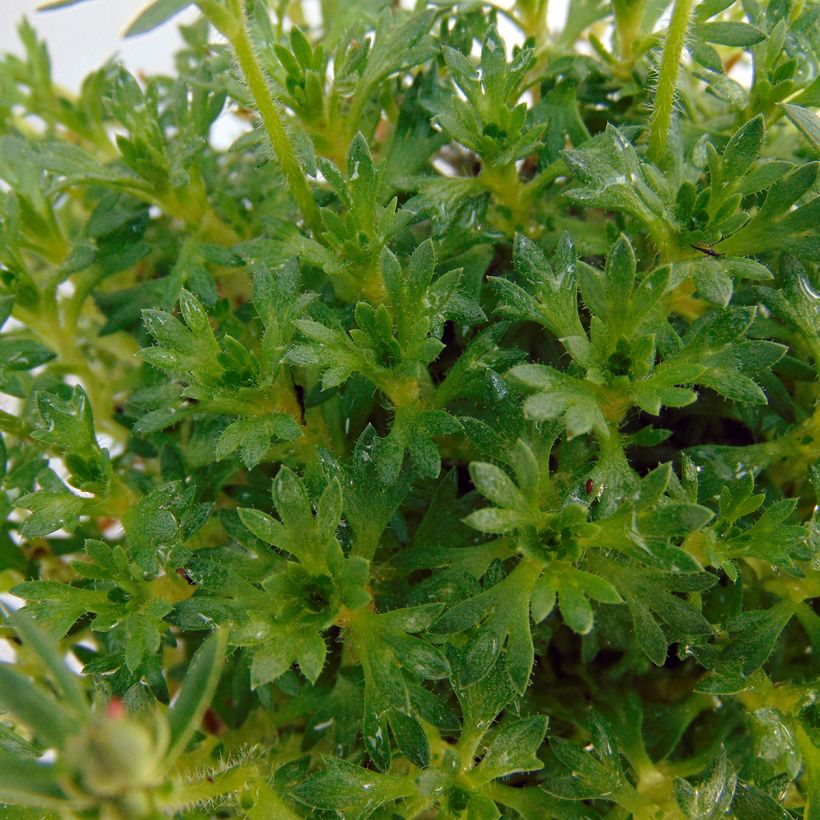 Saxifraga arendsii Adebar - Garten-Moos-Steinbrech (Laub)