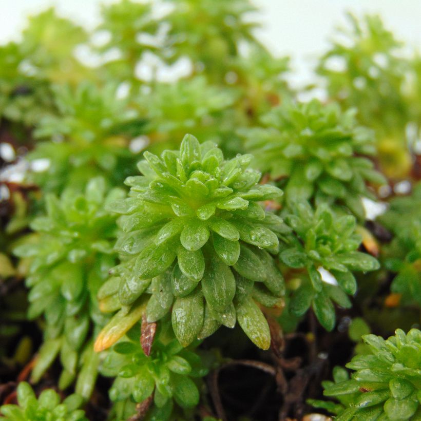 Saxifraga arendsii Peter Pan - Garten-Moos-Steinbrech (Laub)