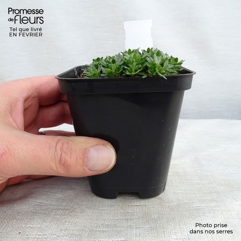 Exemplar von Saxifraga arendsii Peter Pan - Saxifrage mousse Godet de 9cm wie im Winter geliefert