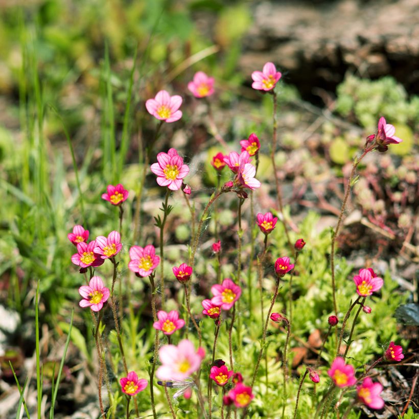 Saxifraga arendsii Peter Pan - Garten-Moos-Steinbrech (Hafen)