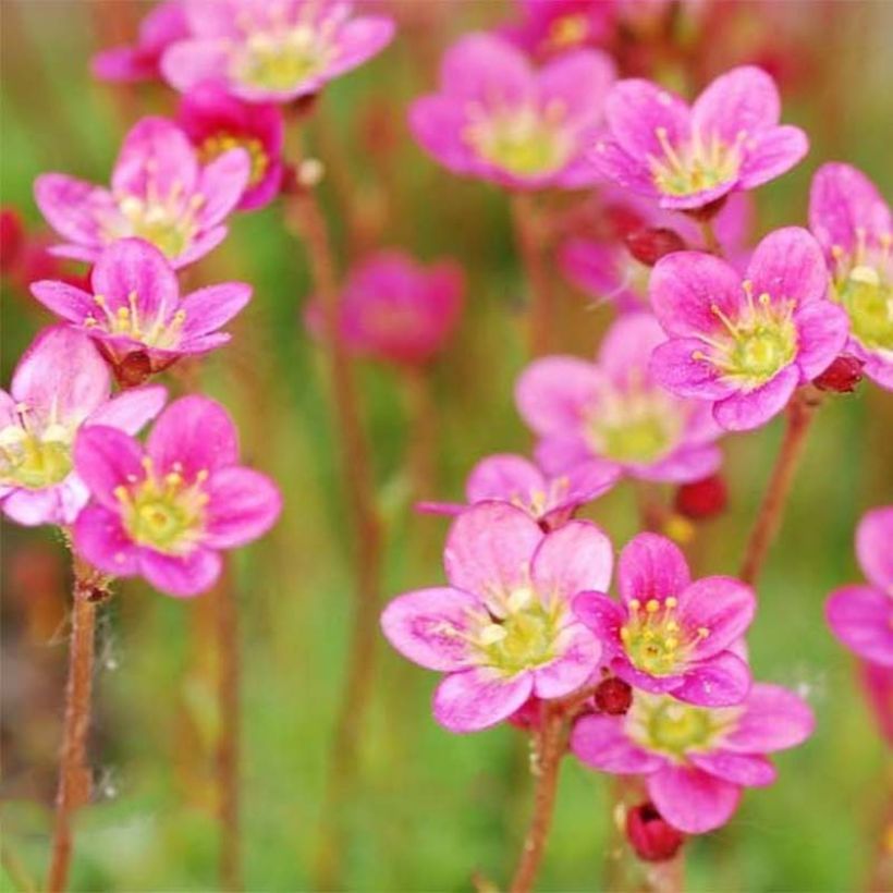 Saxifraga arendsii Purpurteppich - Garten-Moos-Steinbrech (Blüte)