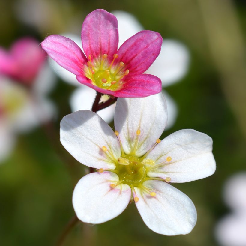 Saxifraga arendsii Ware's Crimson - Garten-Moos-Steinbrech (Blüte)