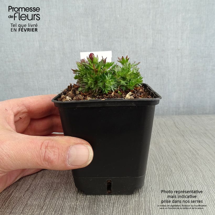 Exemplar von Saxifraga arendsii Ware's Crimson - Saxifrage mousse Godet de 8/9 cm wie im Winter geliefert