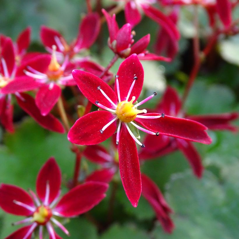 Saxifraga fortunei Beni Tsukasa - Herbst-Steinbrech (Blüte)