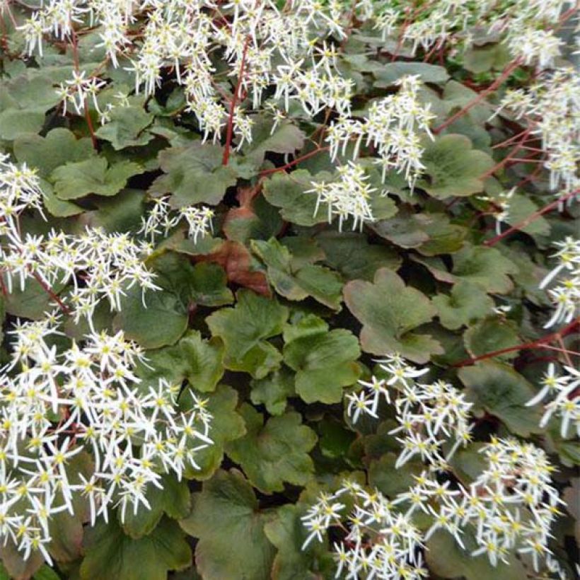 Saxifraga fortunei Wada - Herbst-Steinbrech (Laub)