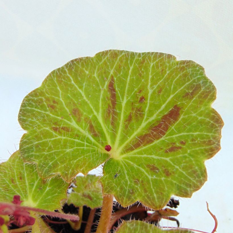 Saxifraga stolonifera Cuscutiformis - Hänge-Steinbrech (Laub)