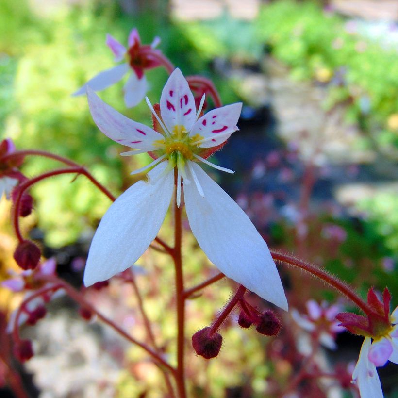 Saxifraga stolonifera Cuscutiformis - Hänge-Steinbrech (Blüte)