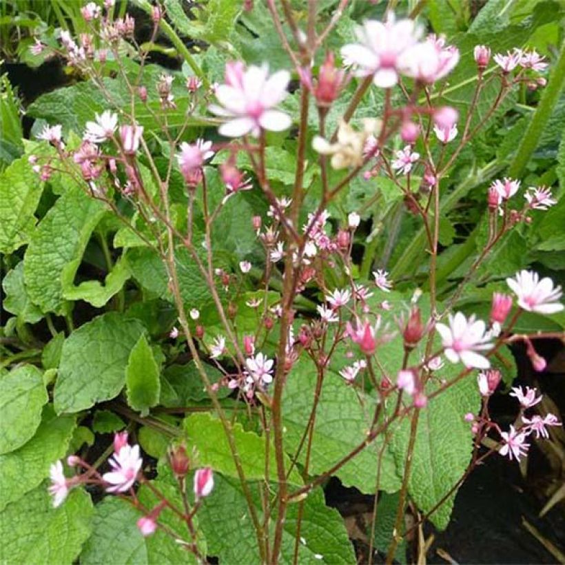 Schatten-Steinbrech Clarence Elliott - Saxifraga umbrosa (Blüte)