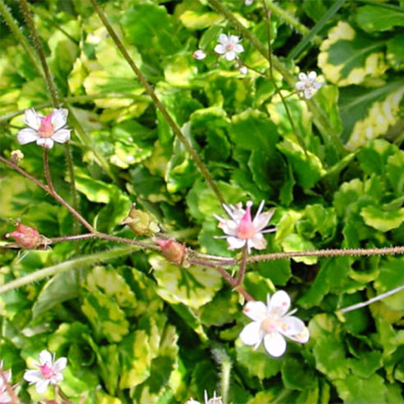 Saxifraga umbrosa Variegata - Schatten-Steinbrech (Laub)