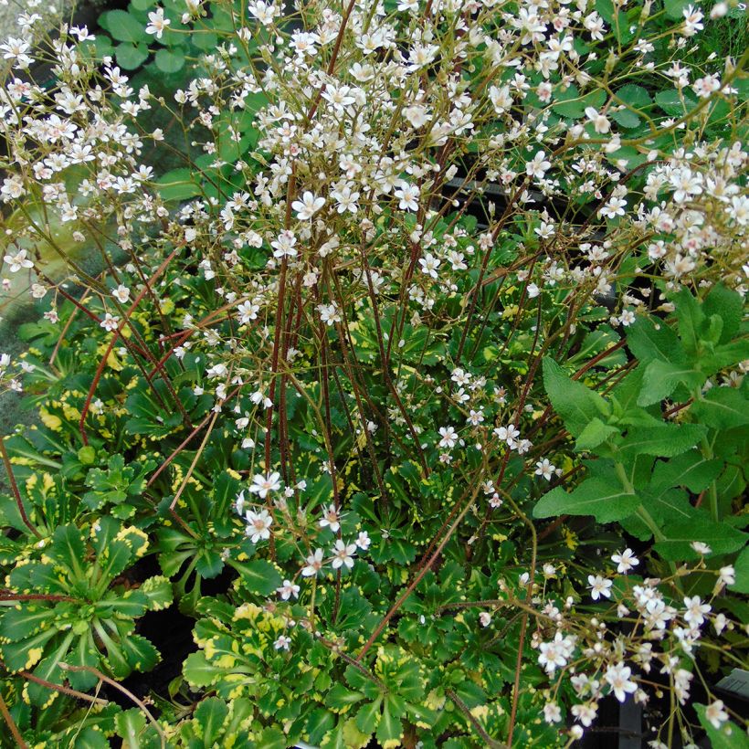 Saxifraga umbrosa Variegata - Schatten-Steinbrech (Hafen)