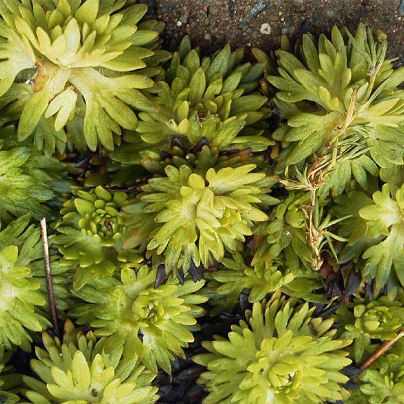 Saxifraga arendsii Pixie - Garten-Moos-Steinbrech (Laub)