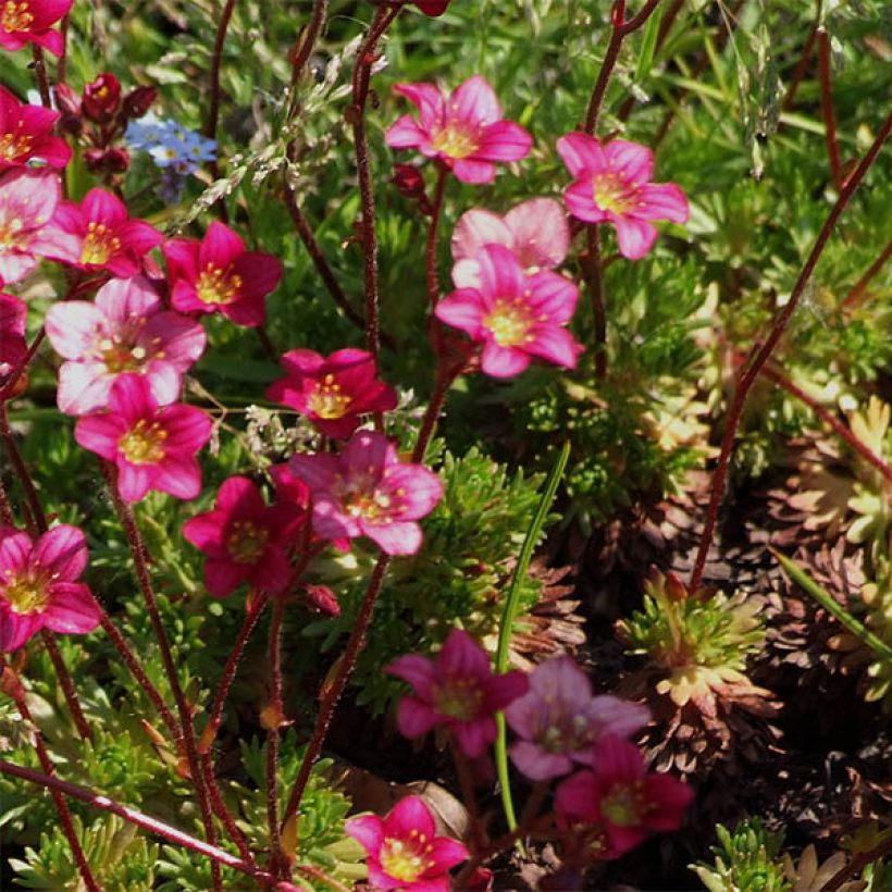 Saxifraga arendsii Pixie - Garten-Moos-Steinbrech (Blüte)