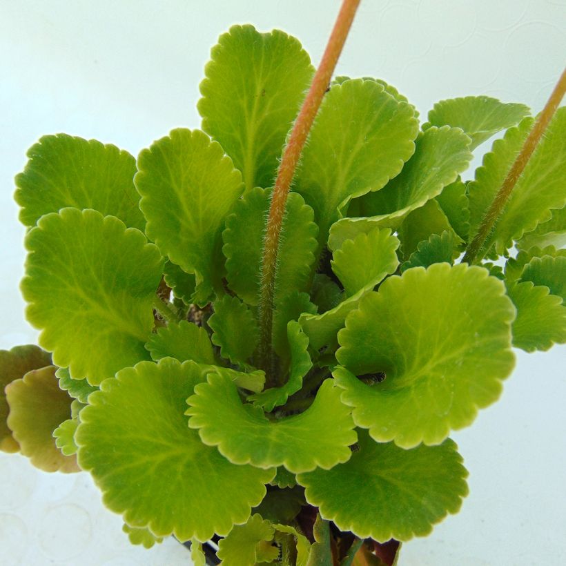 Saxifraga urbium - Porzellanblümchen (Laub)