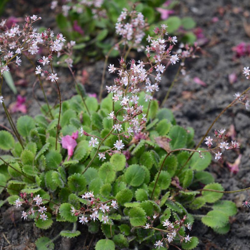 Saxifraga urbium - Porzellanblümchen (Hafen)