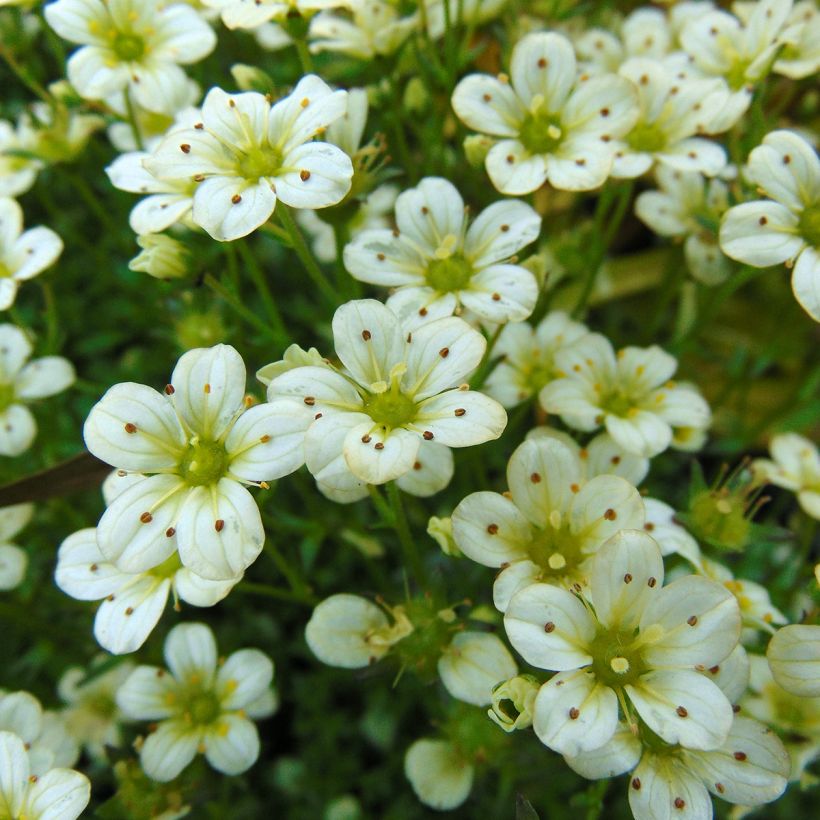 Saxifraga arendsii Pixie White - Garten-Moos-Steinbrech (Blüte)