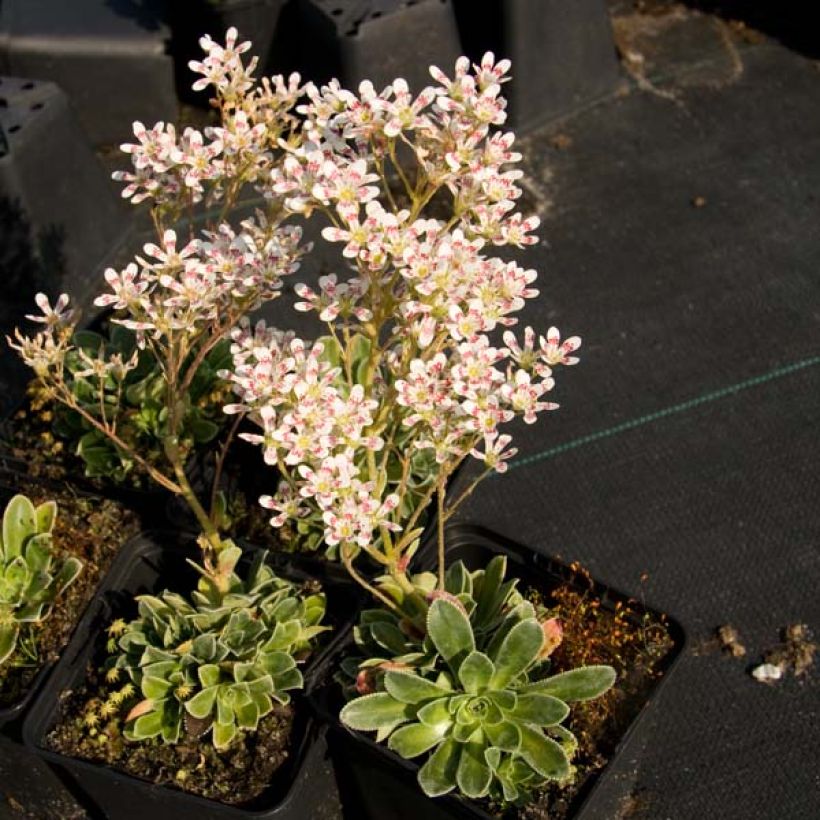 Saxifraga cotyledon Southside Seedling - Strauß-Steinbrech (Hafen)