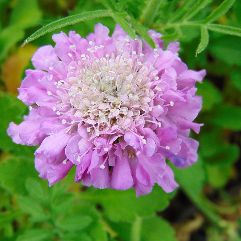 Tauben-Skabiose Pink Mist - Scabiosa columbaria (Blüte)