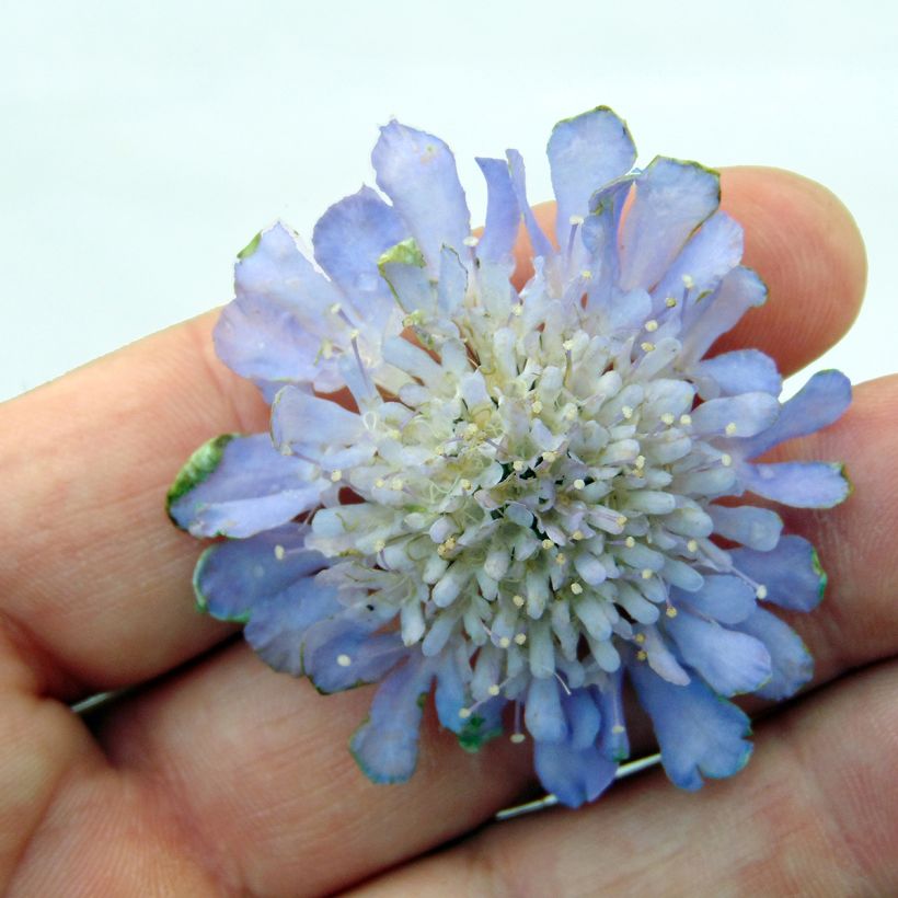 Tauben-Skabiose Butterfly Blue - Scabiosa columbaria (Blüte)