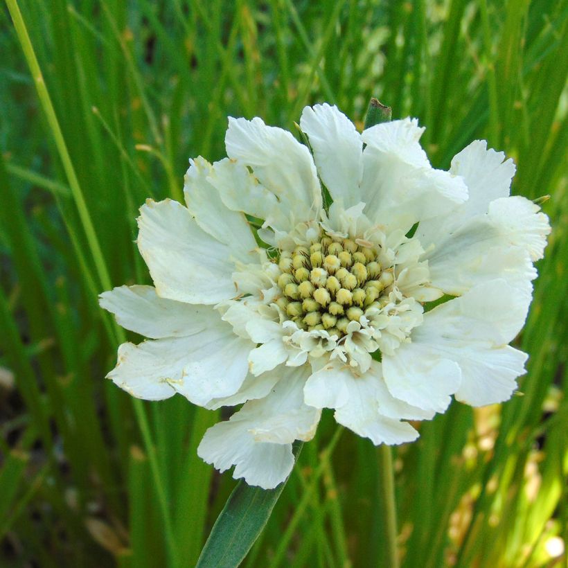 Große Skabiose Alba - Scabiosa caucasica (Blüte)