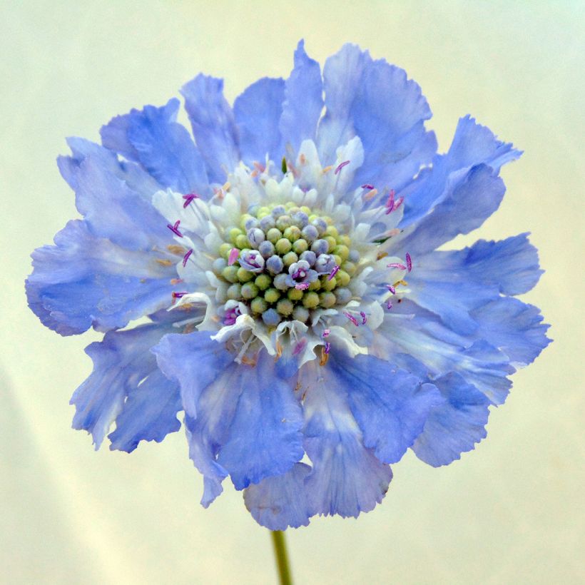 Große Skabiose Perfecta - Scabiosa caucasica (Blüte)