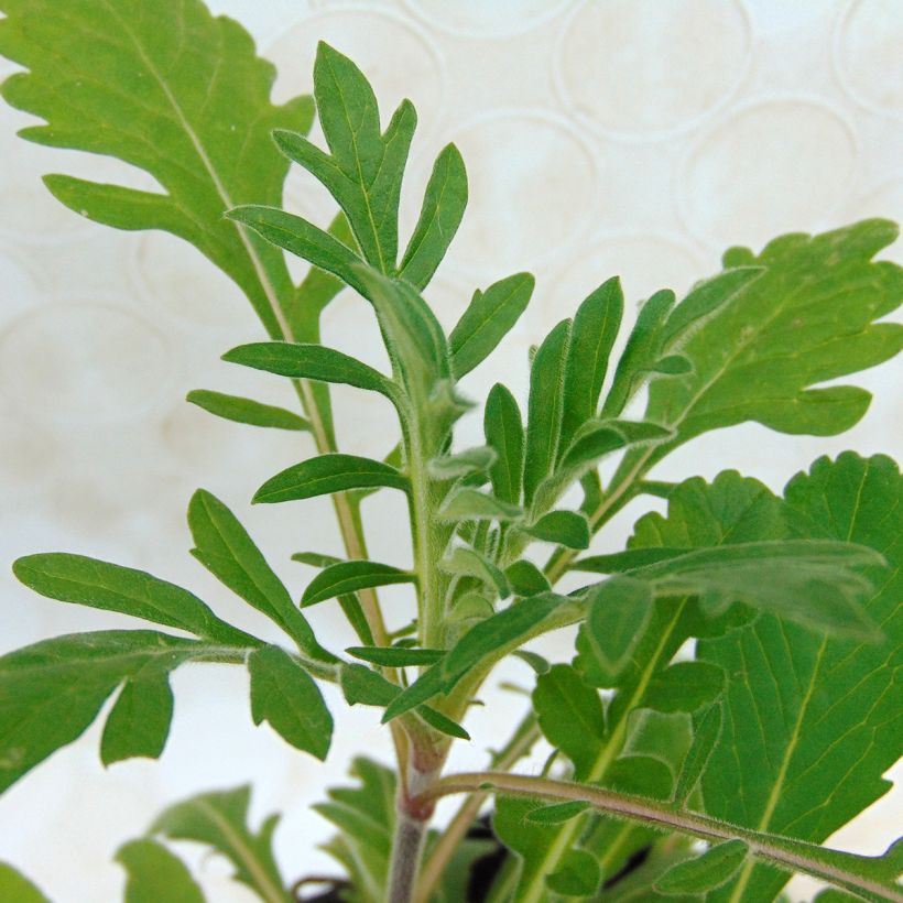 Gelbe Skabiose - Scabiosa ochroleuca (Laub)