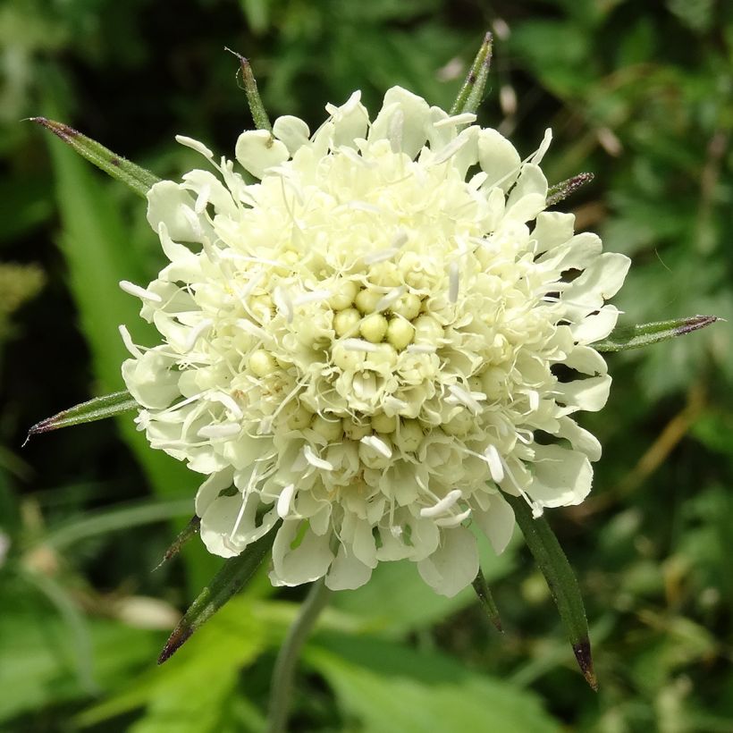 Gelbe Skabiose - Scabiosa ochroleuca (Blüte)