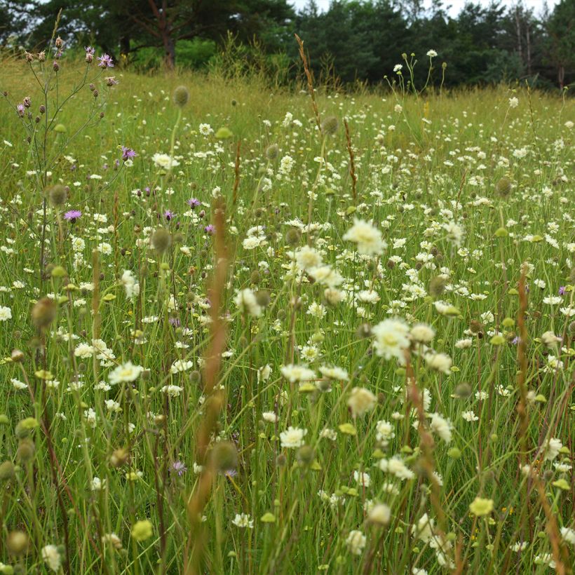 Gelbe Skabiose - Scabiosa ochroleuca (Hafen)