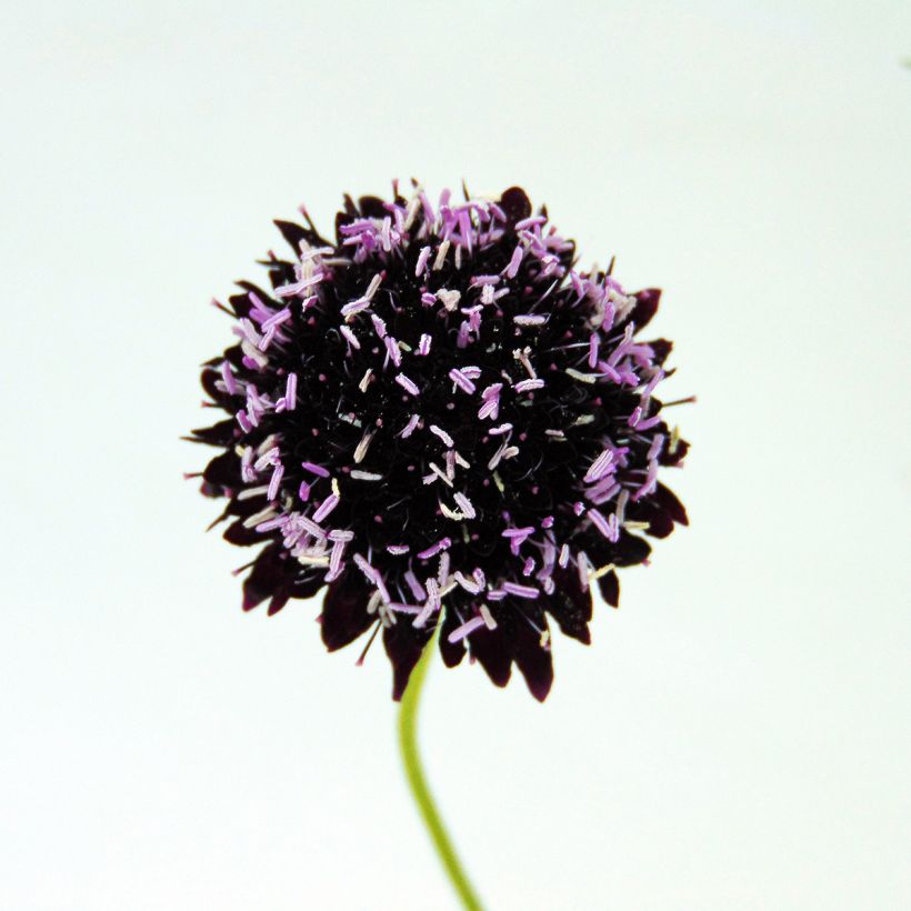 Samt-Skabiose Chile Black - Scabiosa atropurpurea (Blüte)