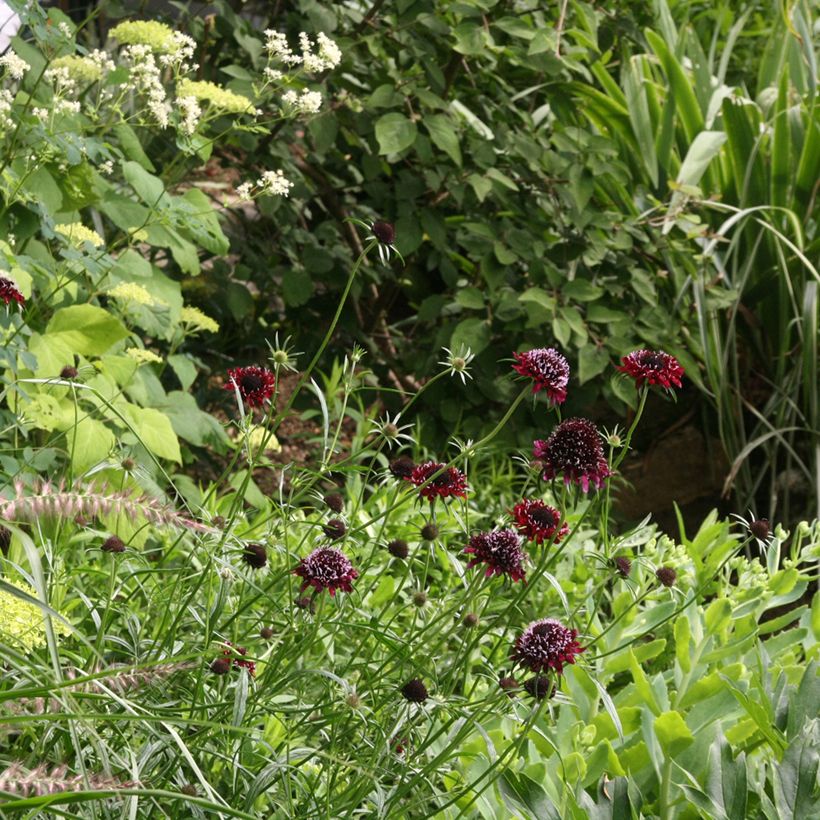 Samt-Skabiose Chile Black - Scabiosa atropurpurea (Hafen)