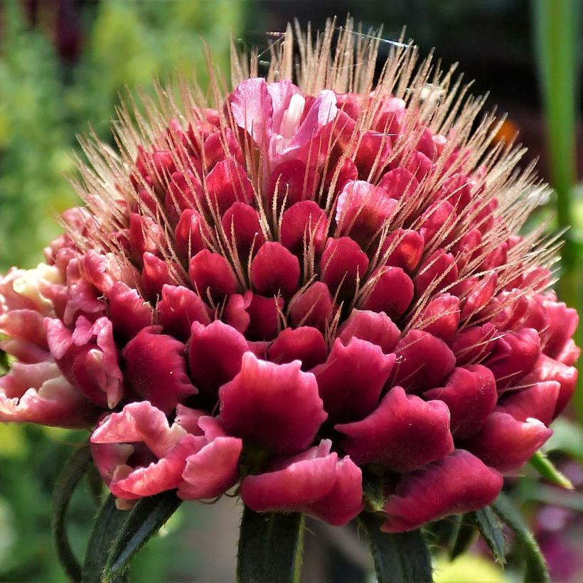 Samt-Skabiose Marshmallow Scoop - Scabiosa atropurpurea (Blüte)