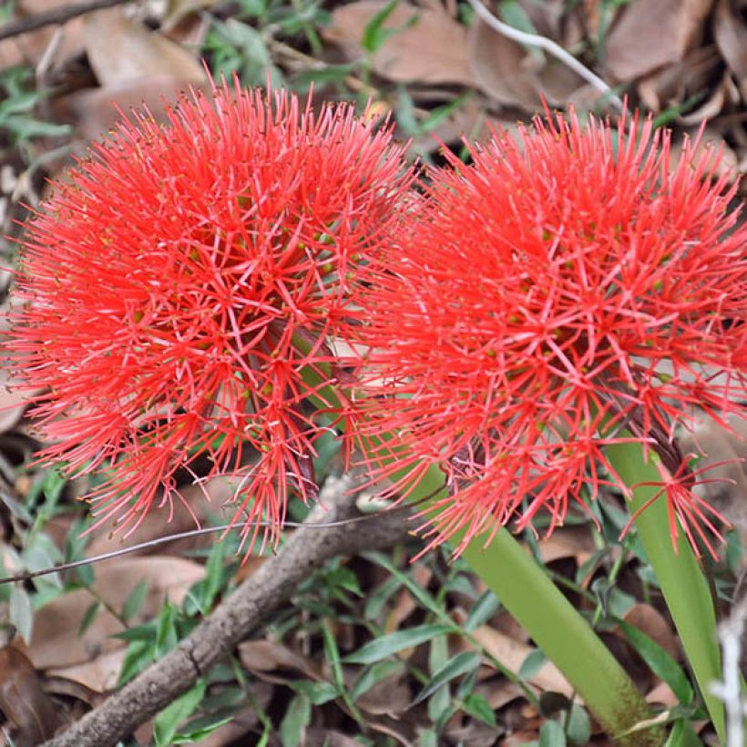 Scadoxus multiflorus subsp multiflorus - Blutblume (Blüte)