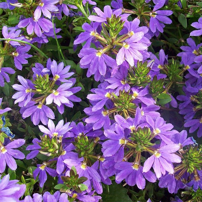 Scaevola aemula Surdiva Bleu - Blaue Fächerblume (Blüte)