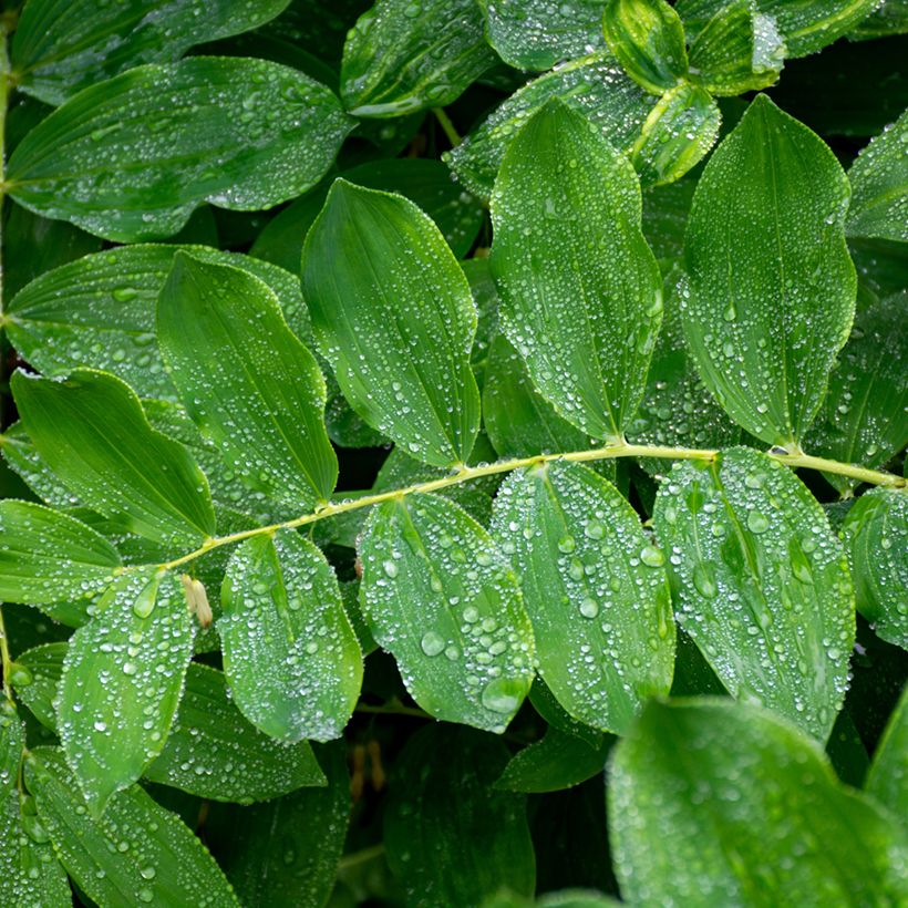 Polygonatum multiflorum - Weißwurz (Laub)