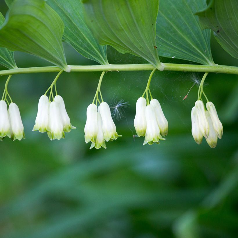 Polygonatum multiflorum - Weißwurz (Blüte)