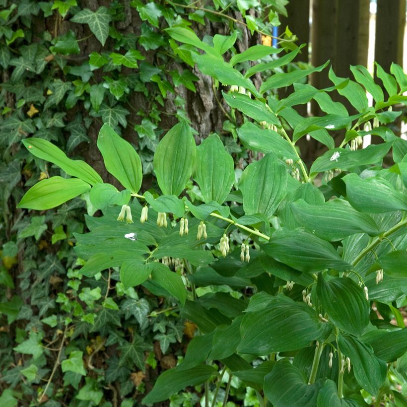 Polygonatum multiflorum - Weißwurz (Hafen)