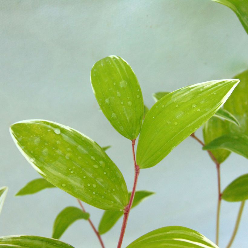 Polygonatum falcatum Variegatum - Weißwurz (Laub)