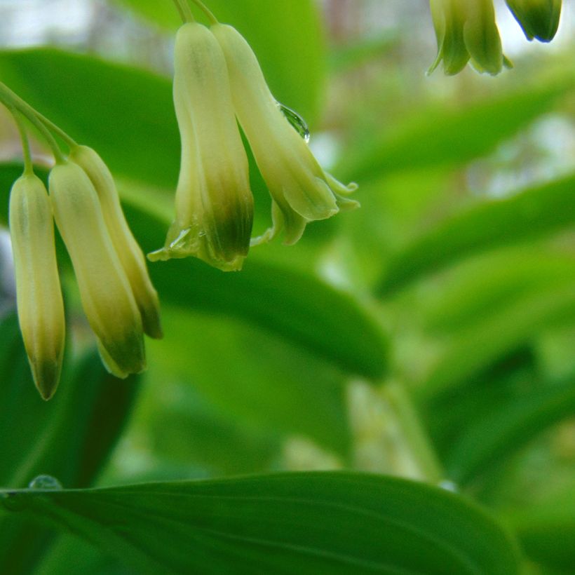 Polygonatum commutatum - Großes Salomonssiegel (Blüte)