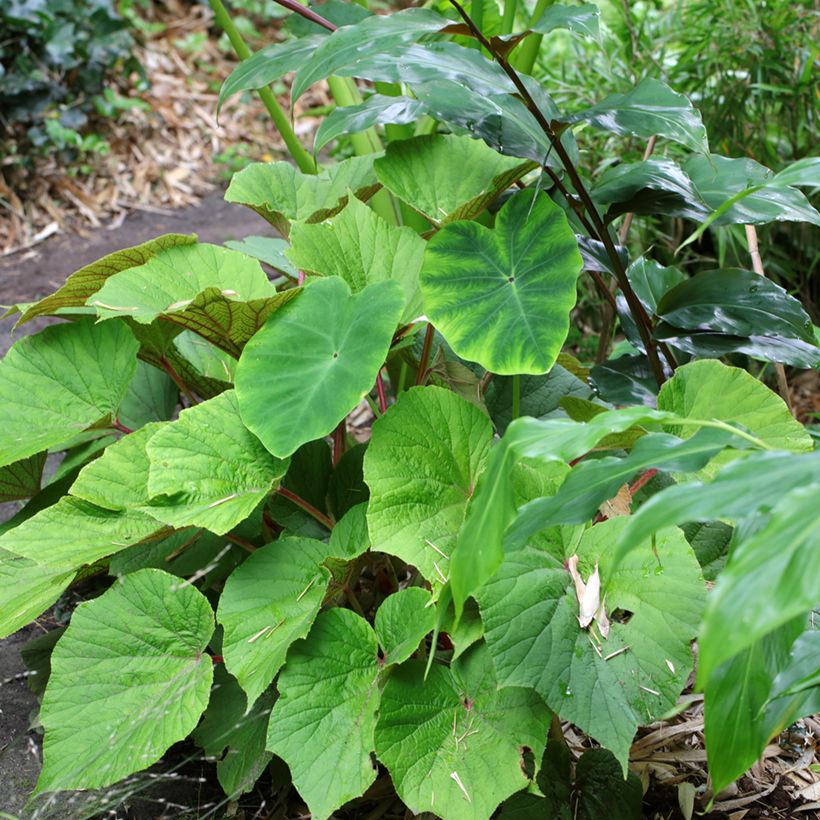 Begonie Torsa - Begonia grandis (Hafen)