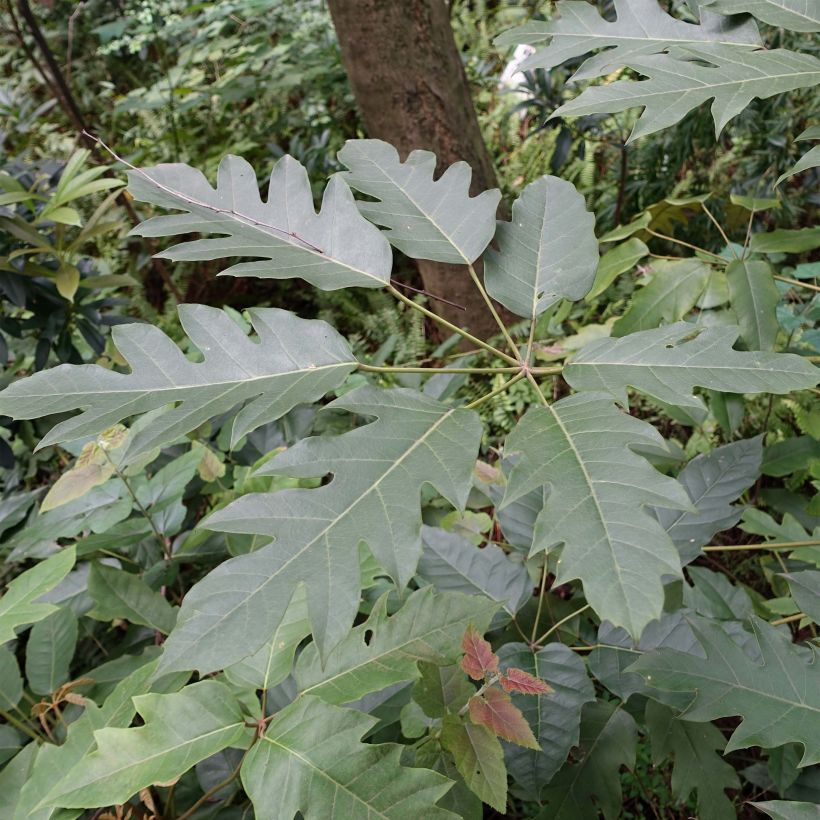 Schefflera delavayi - Delavays Schefflera (Laub)