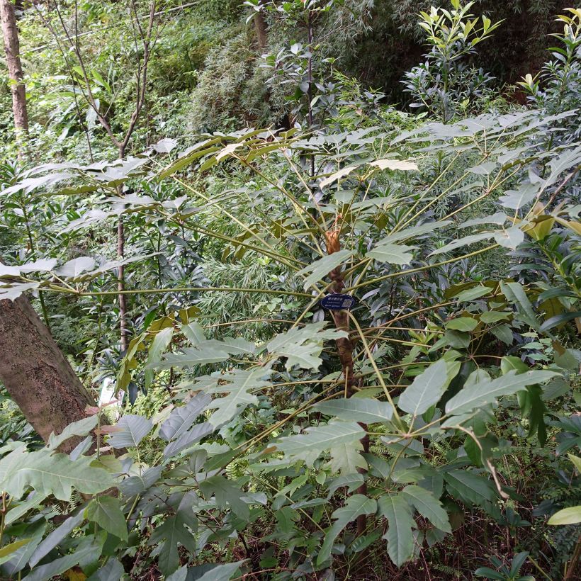 Schefflera delavayi - Delavays Schefflera (Hafen)