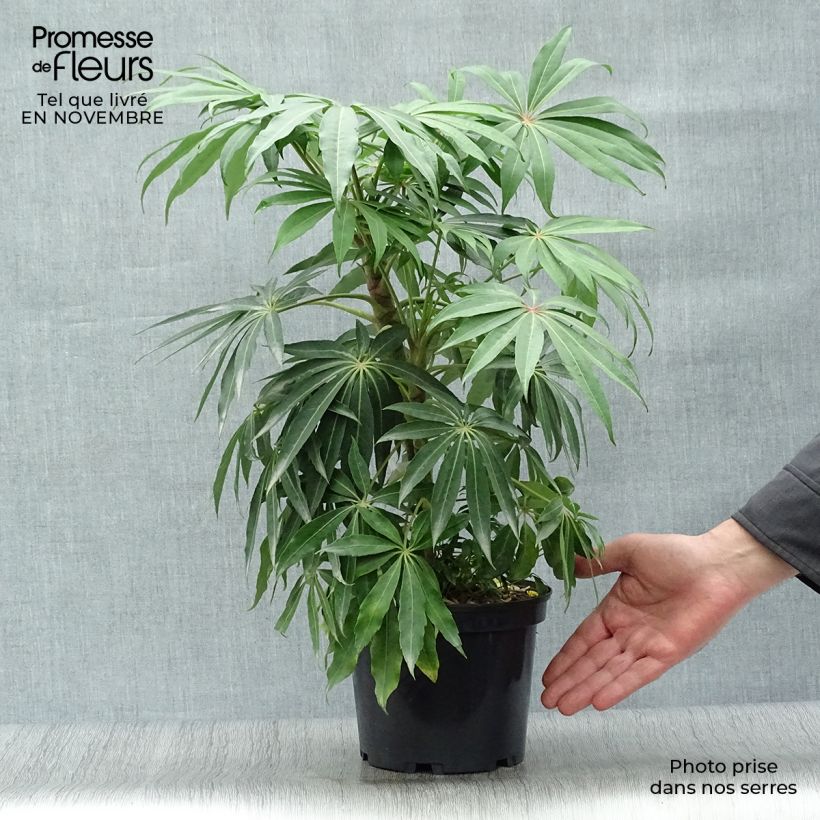 Exemplar von Schefflera taiwaniana Pot de 2L/3L wie im Herbst geliefert